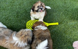 Lhasa Apso dogs for sale: 6 beautiful Lhasa Apso puppies - Image 1