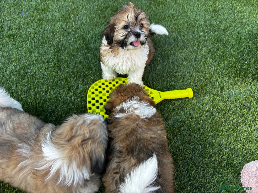 Lhasa Apso dogs for sale: 6 beautiful Lhasa Apso puppies - Image 1