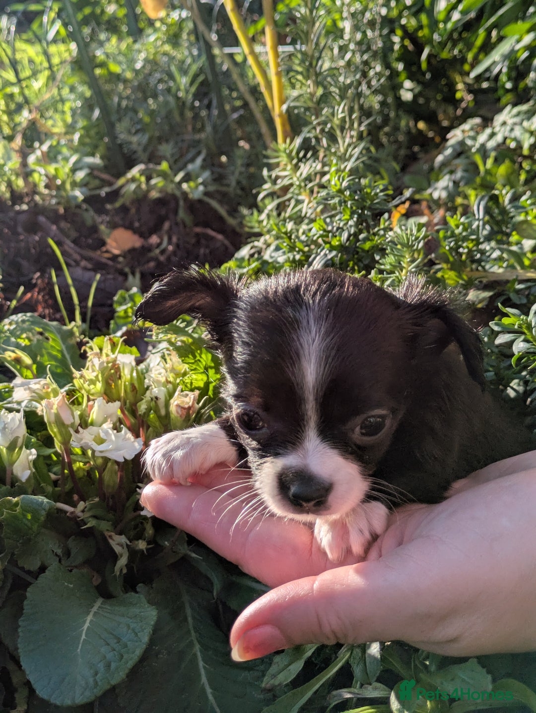 Chihuahua dogs for sale: Rare colour and tiny pedigree Chihuahuas  - Advert 28