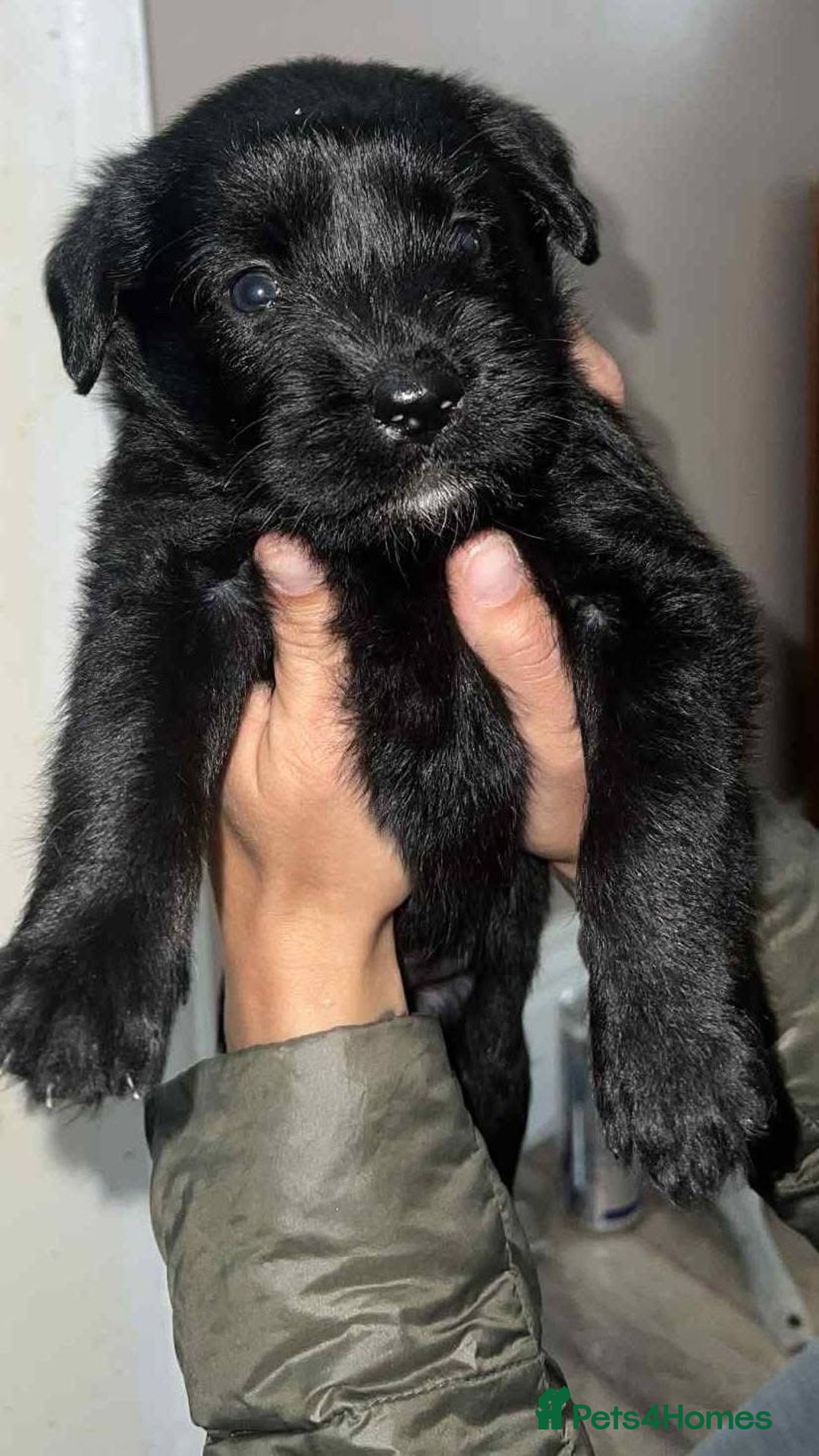 Labradoodle dogs for sale: LABRADOODLE PUPPYS - Image 9