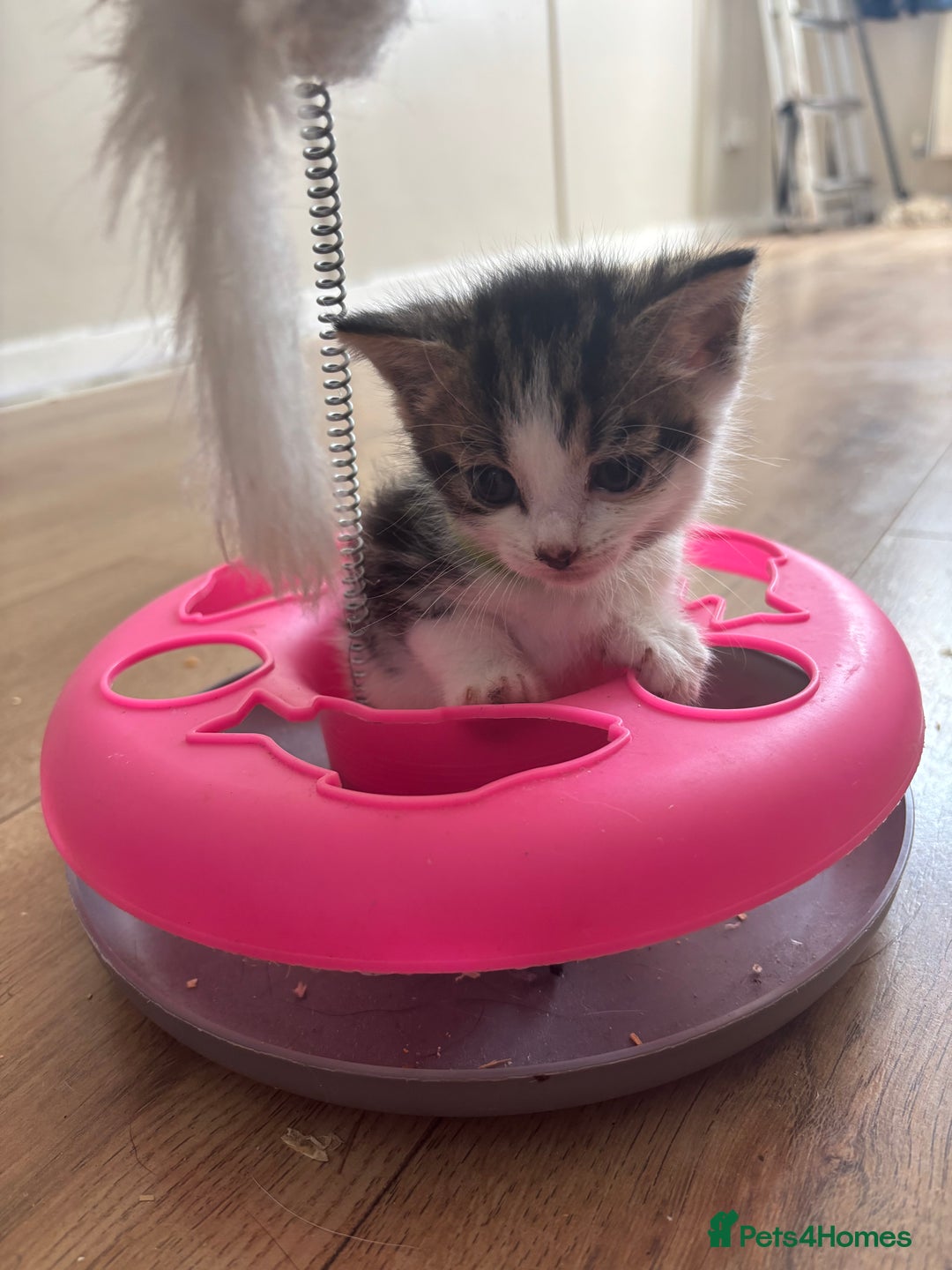 Mixed Breed cats for sale: 2 Beautiful male tabby kittens  - Image 2