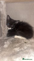 Maine Coon cats British Short Hair Cross Kittens❤️ - Advert 2
