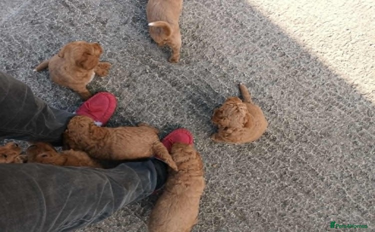 Labradoodle dogs - Advert 1