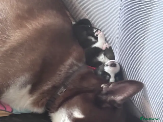 Siberian Husky dogs Beautiful husky pups - Advert 5