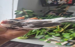 Cockatiels birds for sale: Lovely birds babyies - Image 3