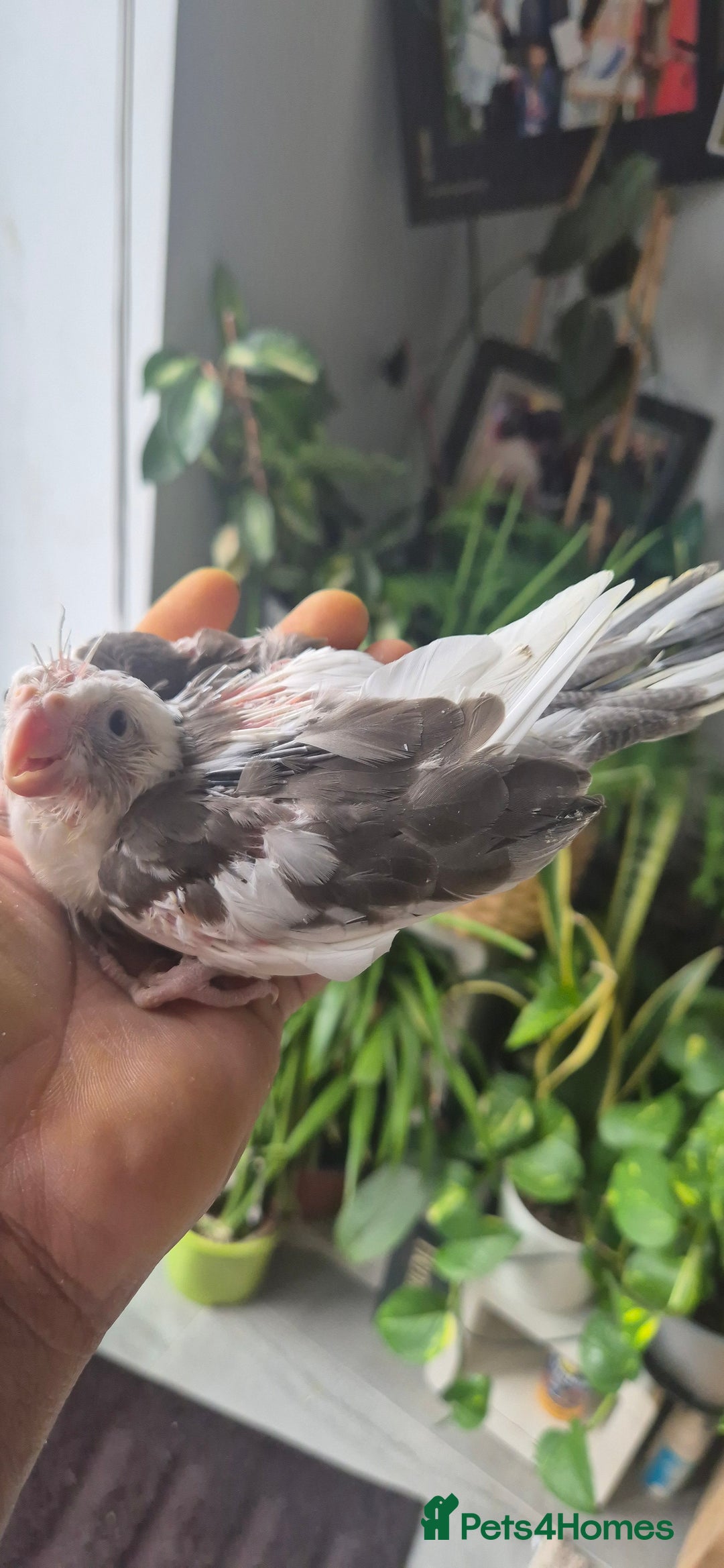 Cockatiels birds for sale: Lovely birds babyies - Image 3