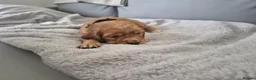 Cocker Spaniel dogs for sale: Cocker spaniel boys for sale in Barnstaple - Advert 2