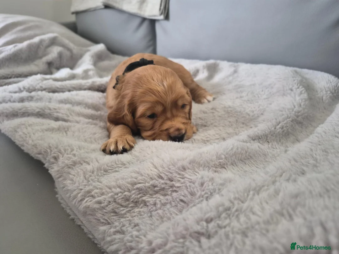 Cocker Spaniel dogs for sale: Cocker spaniel boys for sale in Barnstaple - Advert 2
