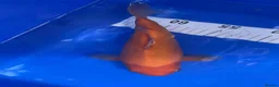 Koi Carp fish for sale: Koi carp - Advert 6