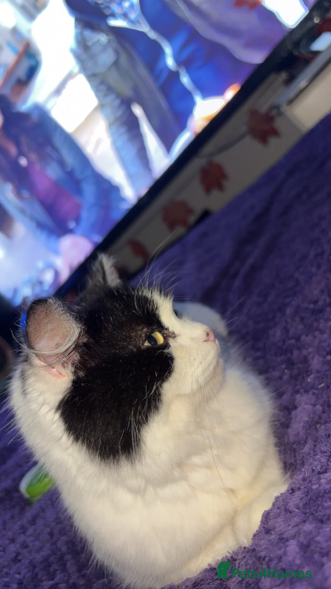 Domestic Shorthair cats for sale: Rescue cats- 60 in total, kittens/ adults🧡🙏 - Advert 17