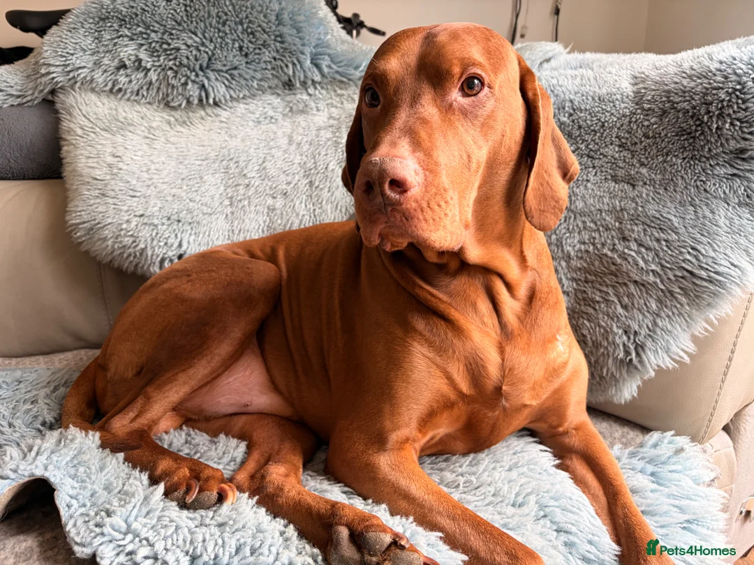 Hungarian Vizsla dogs for stud: Beautiful Hungarian Vizla for Stud - Advert 5