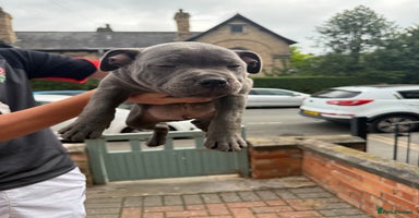 Staffordshire Bull Terrier dogs - Advert 1