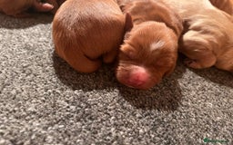Cockapoo dogs for sale: 7 beautiful cockapoos  - Image 24
