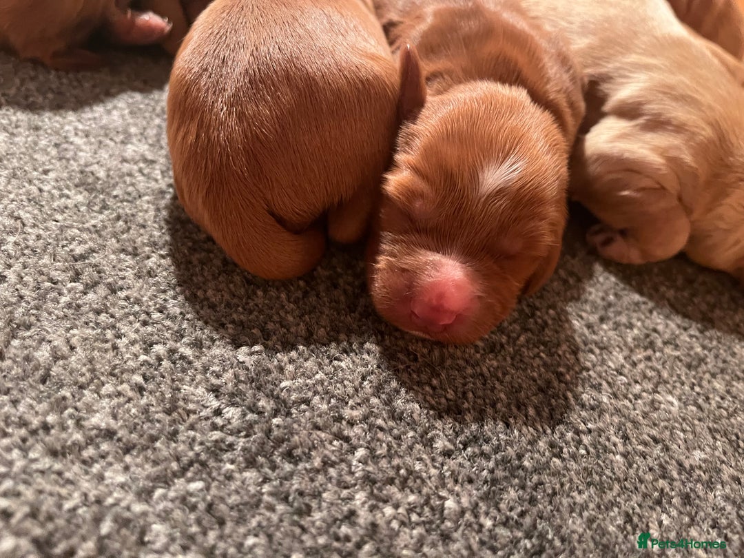 Cockapoo dogs for sale: 7 beautiful cockapoos  - Image 24