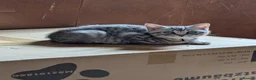 British Shorthair cats for sale: Full British shorthairs kittens READY NOW! - Advert 12