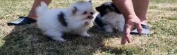 Mixed Breed dogs for sale: Sitzu x pomeranian boys only - Advert 1