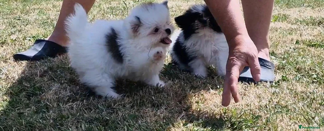 Mixed Breed dogs for sale: Sitzu x pomeranian boys only - Advert 1
