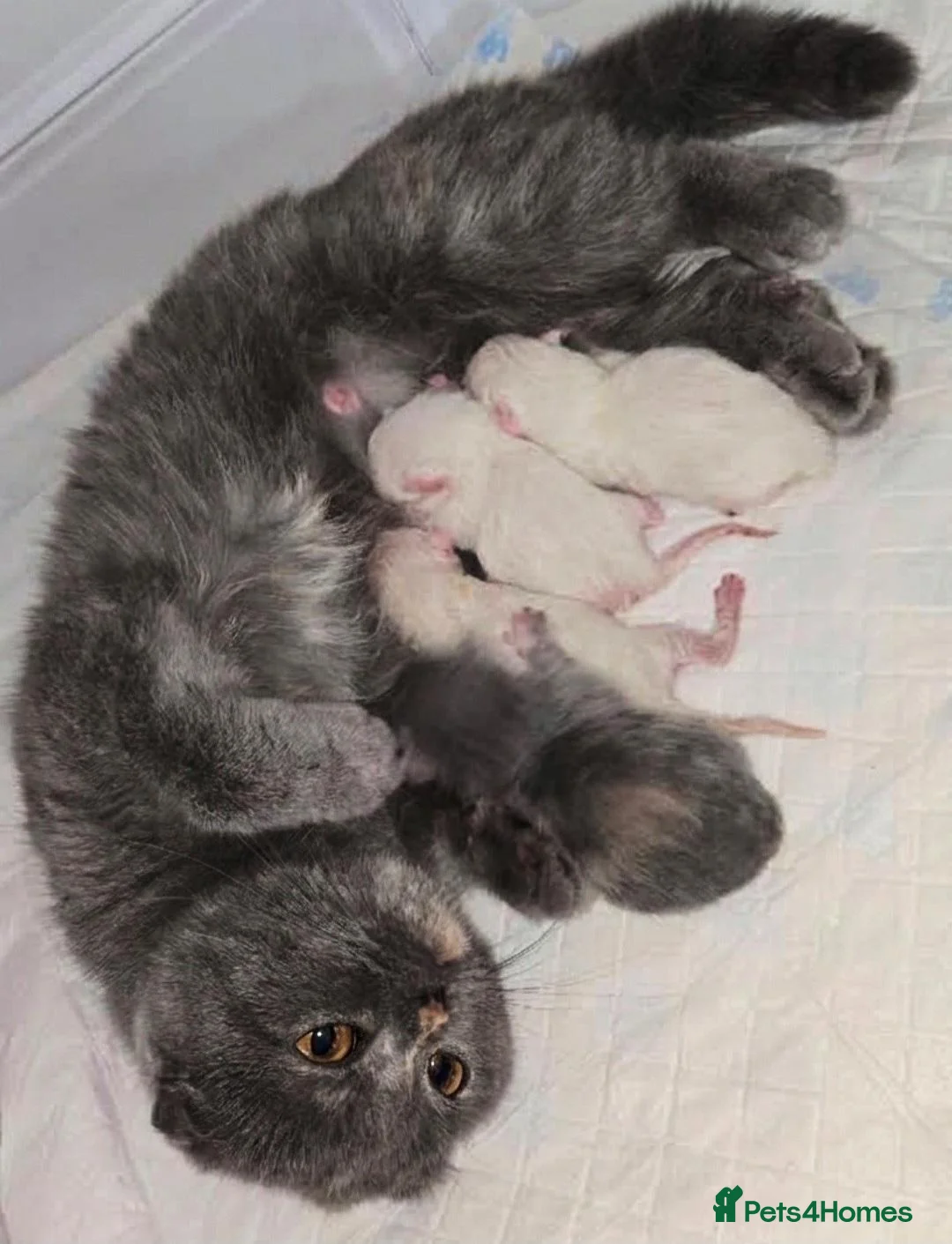 Scottish Fold cats for sale: Stunning Scottish Fold Kittens in Newtownabbey - Advert 8