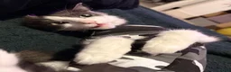 Mixed Breed cats for sale: Rehoming our beautiful, loving Ragdoll mix girl. - Advert 5