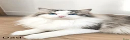 Ragdoll cats for sale: 🏆🎖 Premium GCCF Ragdoll Kittens Grand bloodlines - Advert 22