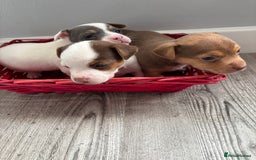 Jack Russell dogs for sale: Miniature Jack Russell’s   - Image 21