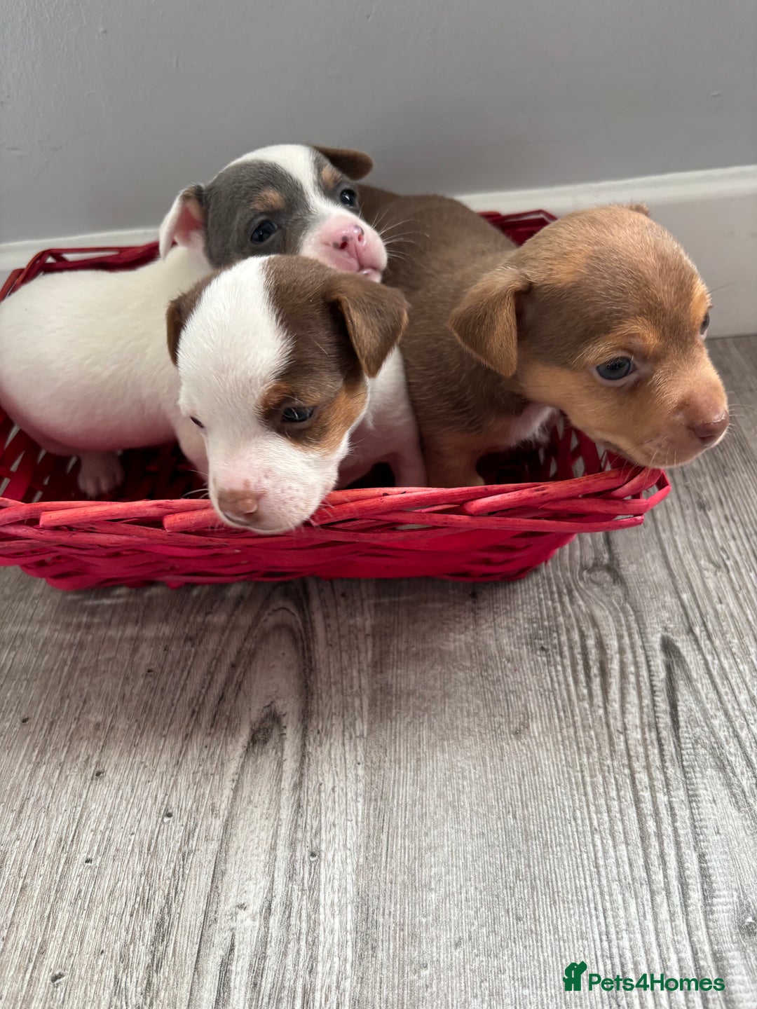 Jack Russell dogs for sale: Miniature Jack Russell’s   - Image 21