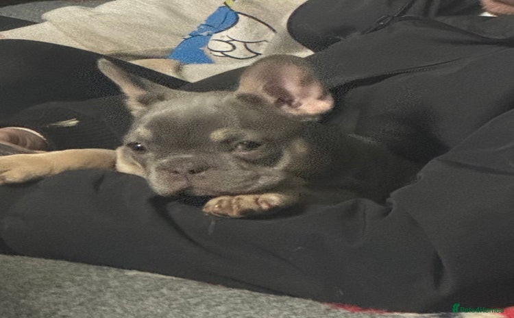 French Bulldog dogs Homie lines meet Apollo line  - Advert 3