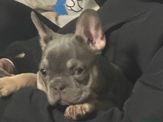 French Bulldog dogs Homie lines meet Apollo line - Advert 9