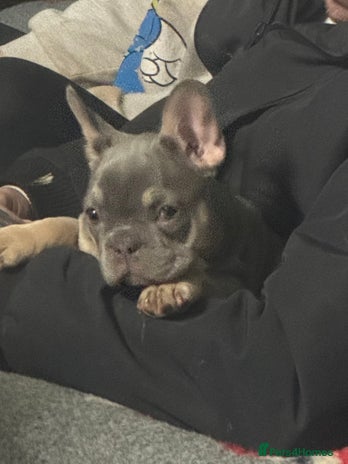 French Bulldog dogs Homie lines meet Apollo line - Advert 3