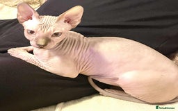 Sphynx cats for sale: Adorable Sphynx Kitten for sale  - Image 8