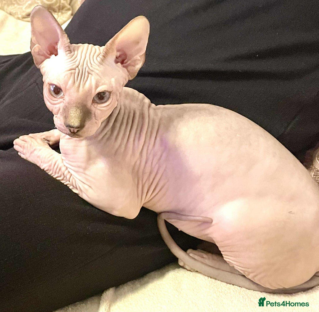 Sphynx cats for sale: Adorable Sphynx Kitten for sale  - Image 8