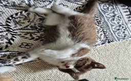 British Shorthair cats for sale: Chocolate Bi-colour GCCF registered boy - Image 5
