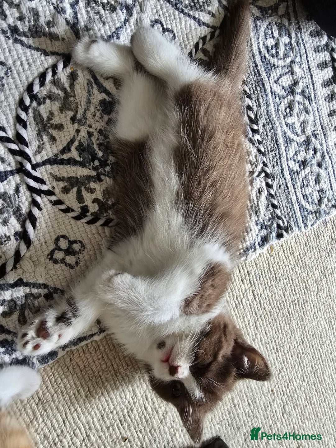 British Shorthair cats for sale: Chocolate Bi-colour GCCF registered boy - Image 5