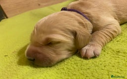 Golden Retriever dogs for sale: 🐾Sweet Golden Retriever Puppies-5 generation KC🐾 - Image 27