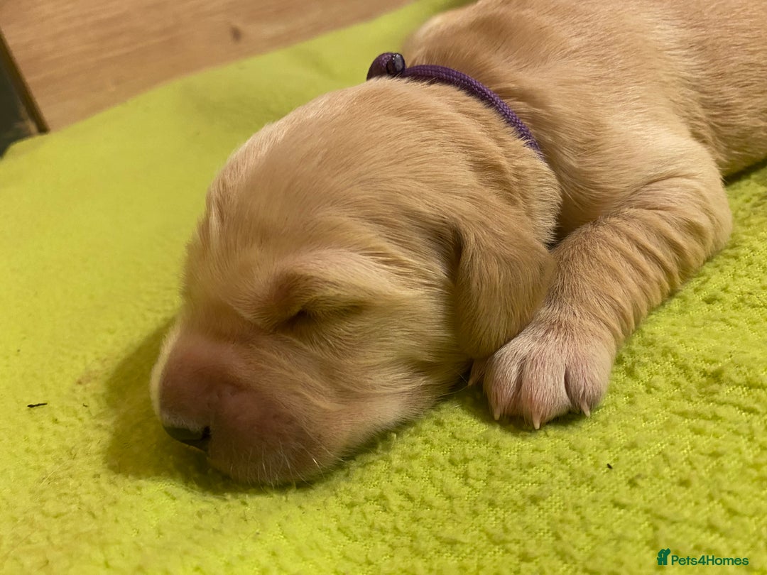 Golden Retriever dogs for sale: 🐾Sweet Golden Retriever Puppies-5 generation KC🐾 - Image 27