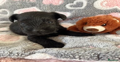 Miniature Schnauzer dogs Beautiful KC miniature Schnauzers  - Advert 3