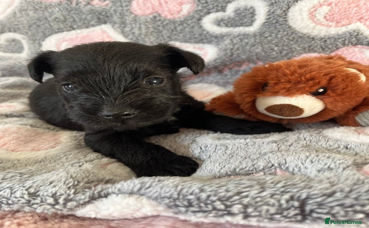 Miniature Schnauzer dogs Beautiful KC miniature Schnauzers  - Advert 1