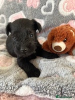 Miniature Schnauzer dogs Beautiful KC miniature Schnauzers - Advert 3