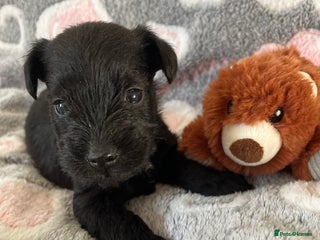 Miniature Schnauzer dogs Beautiful KC miniature Schnauzers - Advert 15