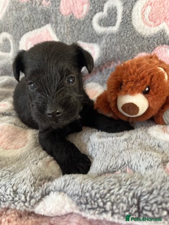 Miniature Schnauzer dogs Beautiful KC miniature Schnauzers - Advert 1