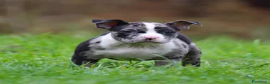 Yellow collar girl