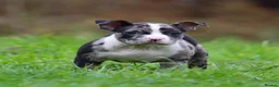 American Bully dogs for sale: READY NOW 9 beautiful ABKC pocket bullies - Advert 31
