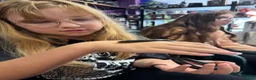 King Snake reptiles for sale: Mexican king snake  in Hartlepool - Advert 2