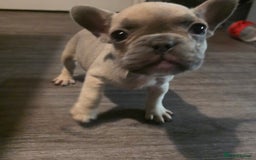 French Bulldog dogs for sale: French Bulldog puppys  - Image 2