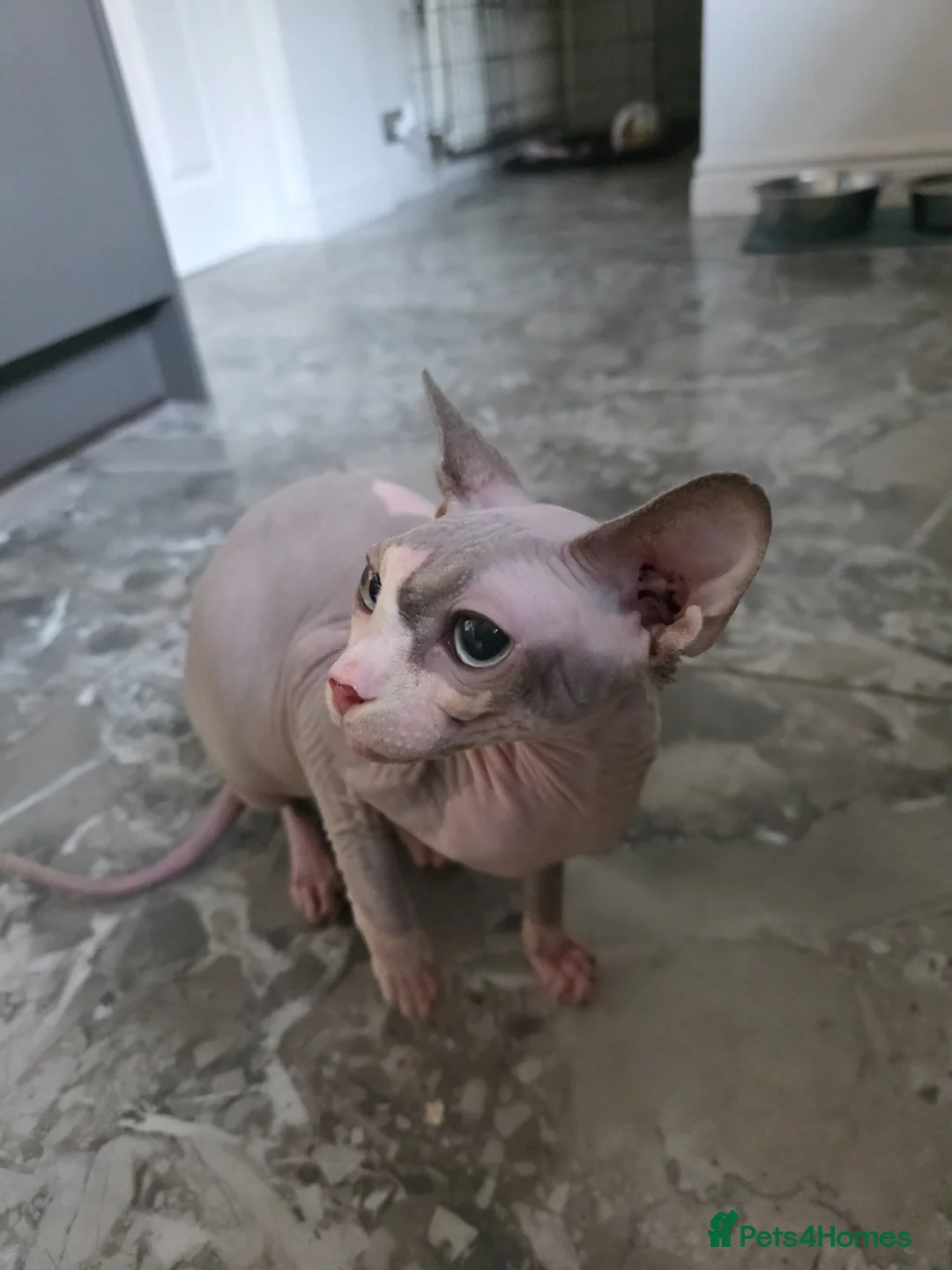 Sphynx cats for sale: Sphynx female looking for loving home - Advert 6