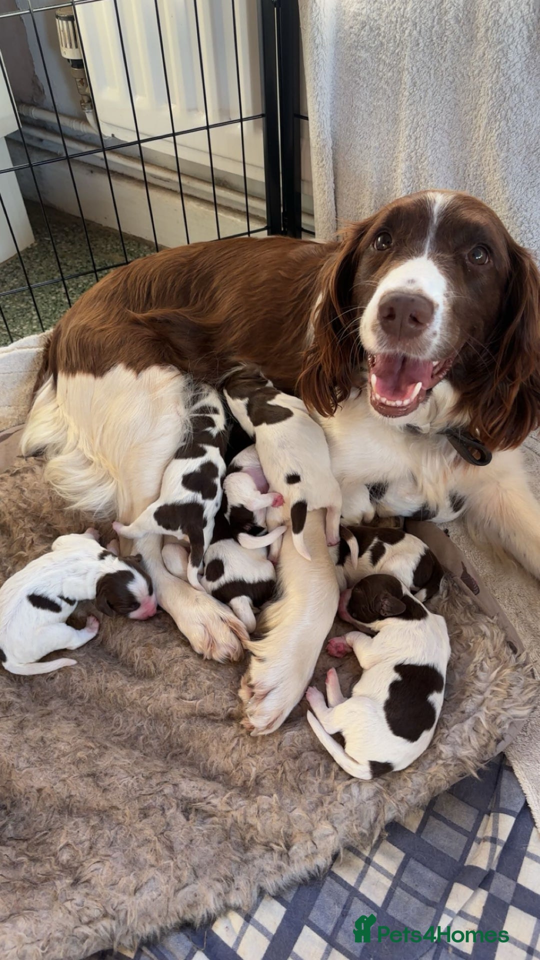English Springer Spaniel dogs for sale: Springer Spaniel Puppy’s  - Image 5