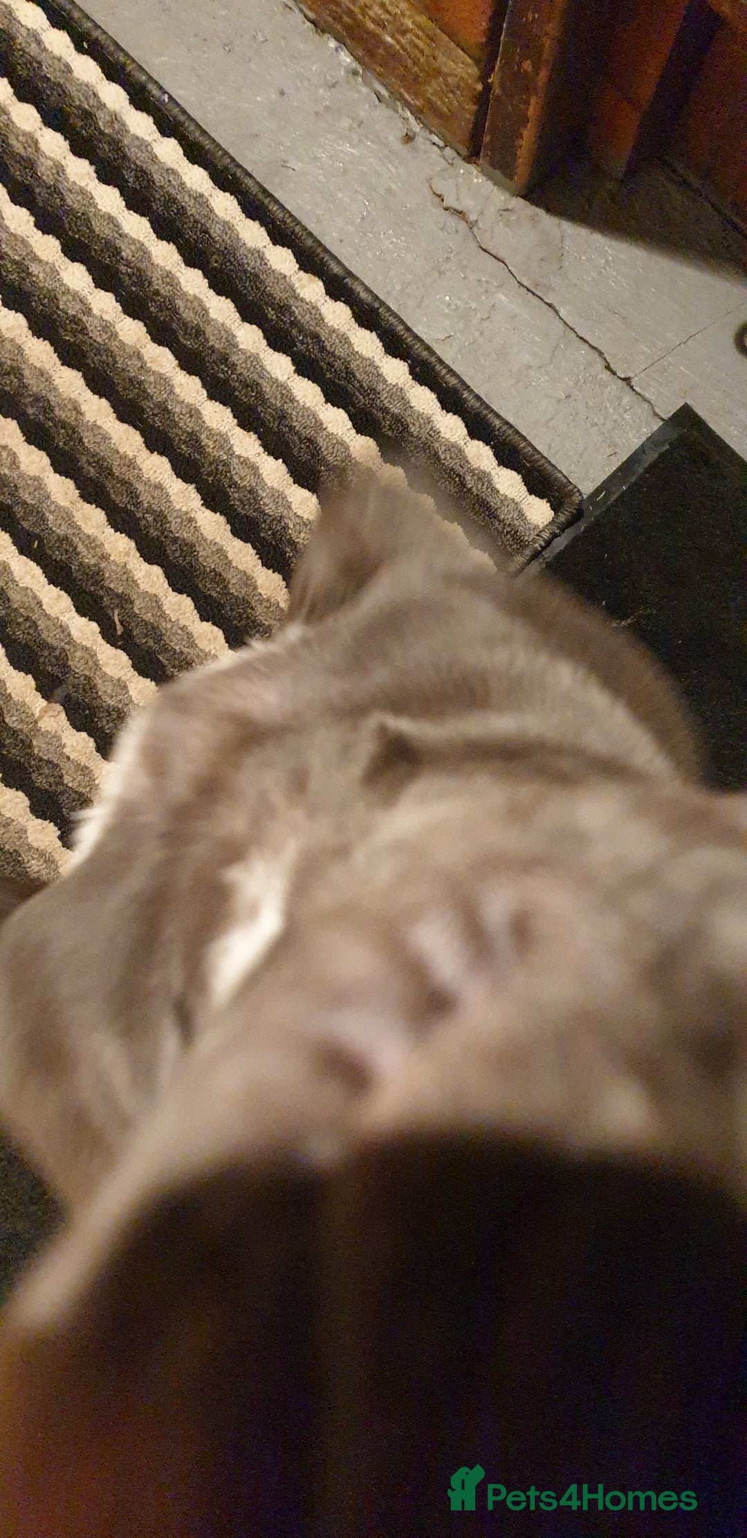 Staffordshire Bull Terrier dogs for sale: blue Staffordshire bull terrier puppy  - Advert 4