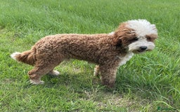 Australian Labradoodle dogs for stud: Australian Labradoodle Stud Dog  - Image 7