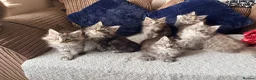 Maine Coon cats for sale: READY NOW. Two tica registered girls. 1 poly  - Advert 16