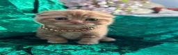 Scottish Fold cats for sale: 😻SCOTTISH FOLD 😻 CREAM & RED COLOUR 😻 - Advert 14